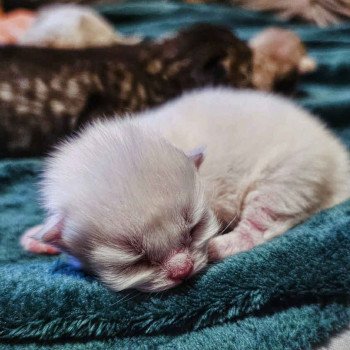 chaton Selkirk Rex Longhair point Azalée Chatterie Bouledefrisouille *Elevage de Selkirk Rex* (chat mouton / frisé) chaton Selkirk Rex Longhair point Azalée Chatterie Bouledefrisouille *Elevage de Selkirk Rex* (chat mouton / frisé)