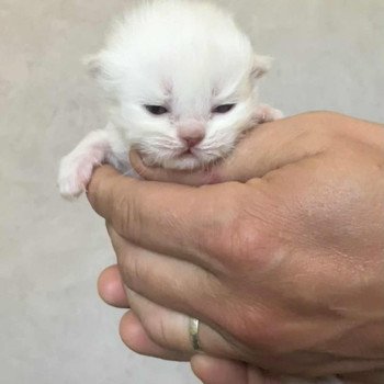 chaton Selkirk Rex Longhair point Azalée Chatterie Bouledefrisouille *Elevage de Selkirk Rex* (chat mouton / frisé) chaton Selkirk Rex Longhair point Azalée Chatterie Bouledefrisouille *Elevage de Selkirk Rex* (chat mouton / frisé)