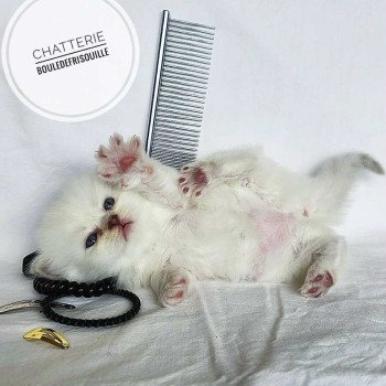 chaton Selkirk Rex Longhair point Azalée Chatterie Bouledefrisouille *Elevage de Selkirk Rex* (chat mouton / frisé) chaton Selkirk Rex Longhair point Azalée Chatterie Bouledefrisouille *Elevage de Selkirk Rex* (chat mouton / frisé)