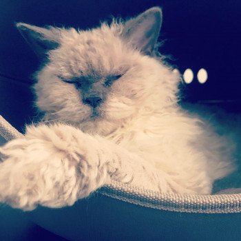 chat Selkirk Rex Longhair Bouledefrisouille Paddington Chatterie Bouledefrisouille Selkirk Rex chat Selkirk Rex Longhair Bouledefrisouille Paddington Chatterie Bouledefrisouille Selkirk Rex