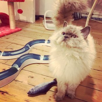 chat Selkirk Rex Longhair blue point Nina Ricci des Mohair Cats Chatterie Bouledefrisouille Selkirk Rex