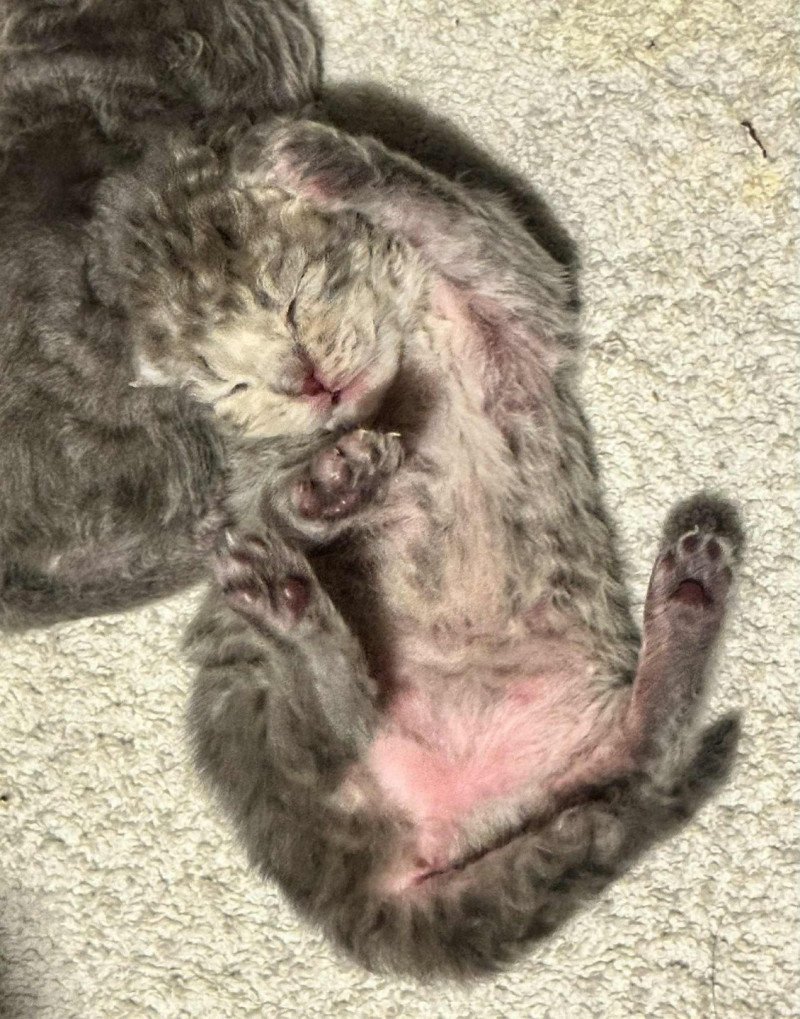Bouledefrisouille Chaton1 Femelle Selkirk Rex Longhair
