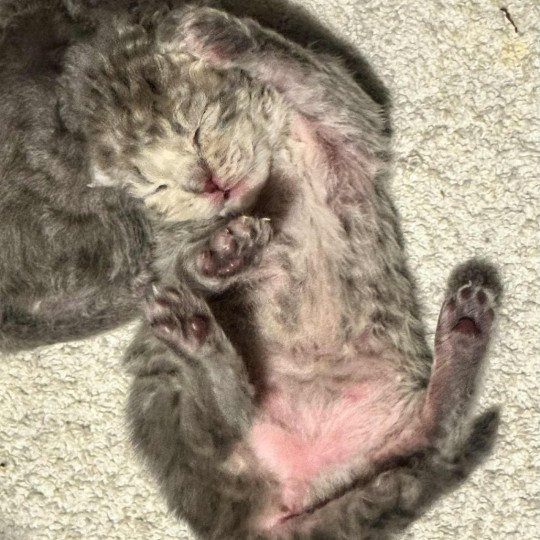 Bouledefrisouille Chaton1 Femelle Selkirk Rex Longhair