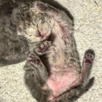 chaton Selkirk Rex Longhair blue tabby Chaton1 Chatterie Bouledefrisouille *Elevage de Selkirk Rex* (chat mouton / frisé) chaton Selkirk Rex Longhair blue tabby Chaton1 Chatterie Bouledefrisouille *Elevage de Selkirk Rex* (chat mouton / frisé)