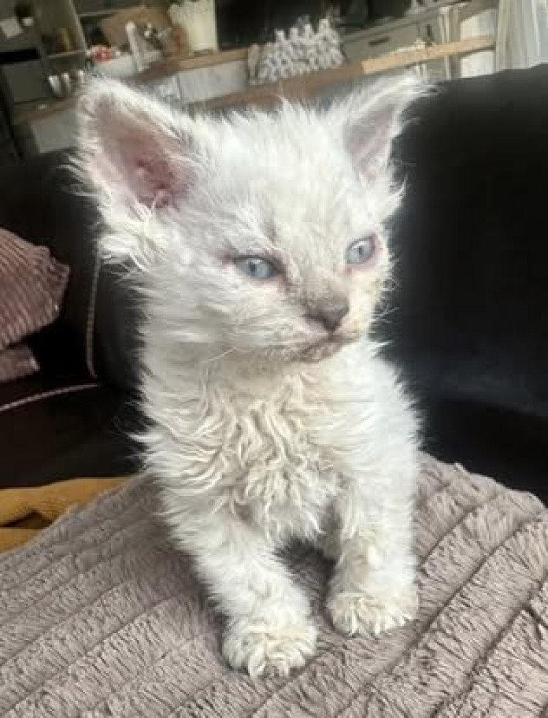 Bouledefrisouille Alaska Femelle Selkirk Rex Longhair