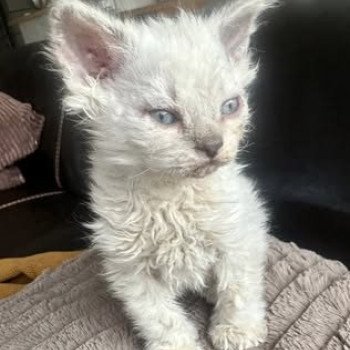 chaton Selkirk Rex Longhair point Alaska Chatterie Bouledefrisouille *Elevage de Selkirk Rex* (chat mouton / frisé)