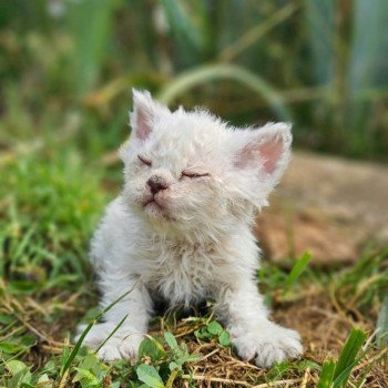 chaton Selkirk Rex Longhair point Alaska Chatterie Bouledefrisouille *Elevage de Selkirk Rex* (chat mouton / frisé)