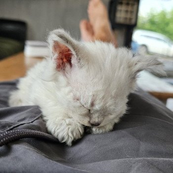 chaton Selkirk Rex Longhair point Alaska Chatterie Bouledefrisouille *Elevage de Selkirk Rex* (chat mouton / frisé)