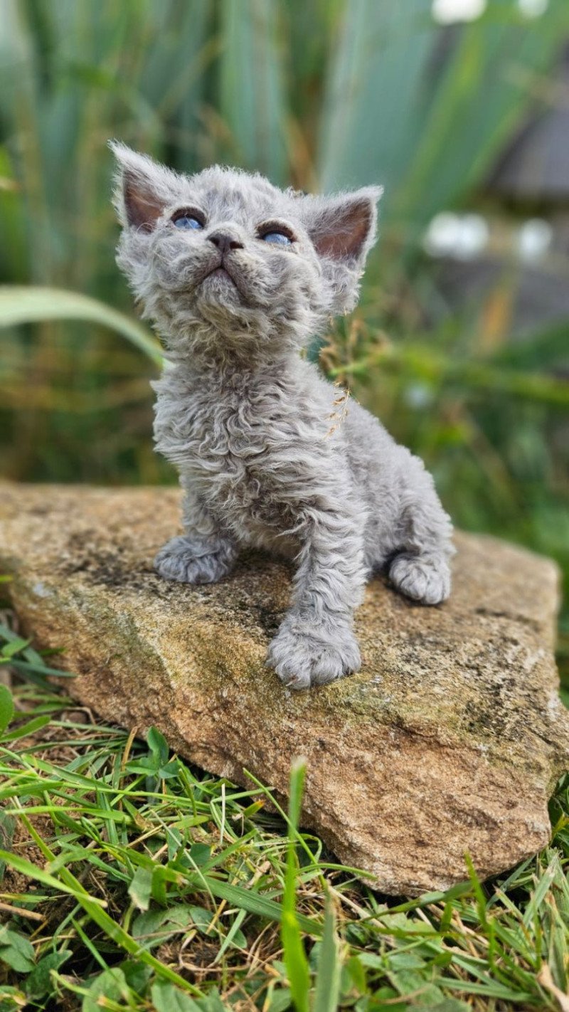 Bouledefrisouille Arizona Femelle Selkirk Rex Longhair Bouledefrisouille Arizona Femelle Selkirk Rex Longhair