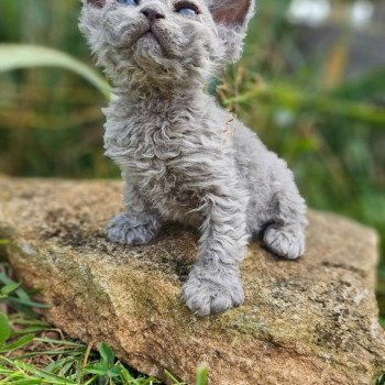 chaton Selkirk Rex Longhair blue tabby Chaton3 Chatterie Bouledefrisouille *Elevage de Selkirk Rex* (chat mouton / frisé) chaton Selkirk Rex Longhair blue tabby Chaton3 Chatterie Bouledefrisouille *Elevage de Selkirk Rex* (chat mouton / frisé)