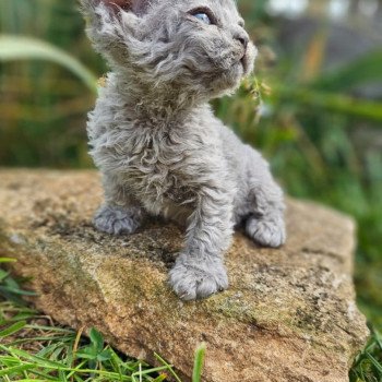 chaton Selkirk Rex Longhair blue tabby Arizona Chatterie Bouledefrisouille *Elevage de Selkirk Rex* (chat mouton / frisé) chaton Selkirk Rex Longhair blue tabby Arizona Chatterie Bouledefrisouille *Elevage de Selkirk Rex* (chat mouton / frisé)