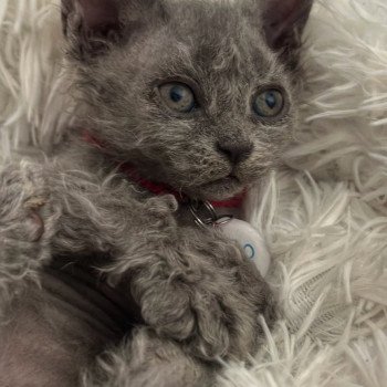 chaton Selkirk Rex Longhair blue tabby Arizona Chatterie Bouledefrisouille *Elevage de Selkirk Rex* (chat mouton / frisé) chaton Selkirk Rex Longhair blue tabby Arizona Chatterie Bouledefrisouille *Elevage de Selkirk Rex* (chat mouton / frisé)