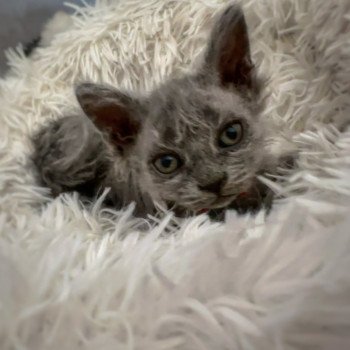 chaton Selkirk Rex Longhair blue tabby Arizona Chatterie Bouledefrisouille *Elevage de Selkirk Rex* (chat mouton / frisé) chaton Selkirk Rex Longhair blue tabby Arizona Chatterie Bouledefrisouille *Elevage de Selkirk Rex* (chat mouton / frisé)