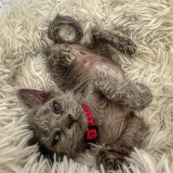 chaton Selkirk Rex Longhair blue tabby Arizona Chatterie Bouledefrisouille *Elevage de Selkirk Rex* (chat mouton / frisé) chaton Selkirk Rex Longhair blue tabby Arizona Chatterie Bouledefrisouille *Elevage de Selkirk Rex* (chat mouton / frisé)