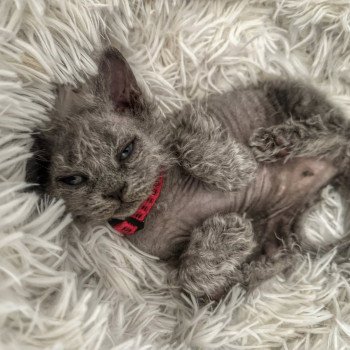 chaton Selkirk Rex Longhair blue tabby Arizona Chatterie Bouledefrisouille *Elevage de Selkirk Rex* (chat mouton / frisé) chaton Selkirk Rex Longhair blue tabby Arizona Chatterie Bouledefrisouille *Elevage de Selkirk Rex* (chat mouton / frisé)