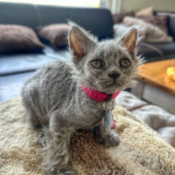 chaton Selkirk Rex Longhair blue tabby Arizona Chatterie Bouledefrisouille *Elevage de Selkirk Rex* (chat mouton / frisé) chaton Selkirk Rex Longhair blue tabby Arizona Chatterie Bouledefrisouille *Elevage de Selkirk Rex* (chat mouton / frisé)