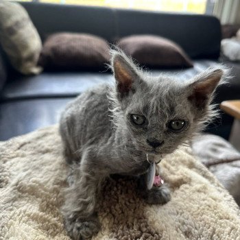 chaton Selkirk Rex Longhair blue tabby Arizona Chatterie Bouledefrisouille *Elevage de Selkirk Rex* (chat mouton / frisé) chaton Selkirk Rex Longhair blue tabby Arizona Chatterie Bouledefrisouille *Elevage de Selkirk Rex* (chat mouton / frisé)