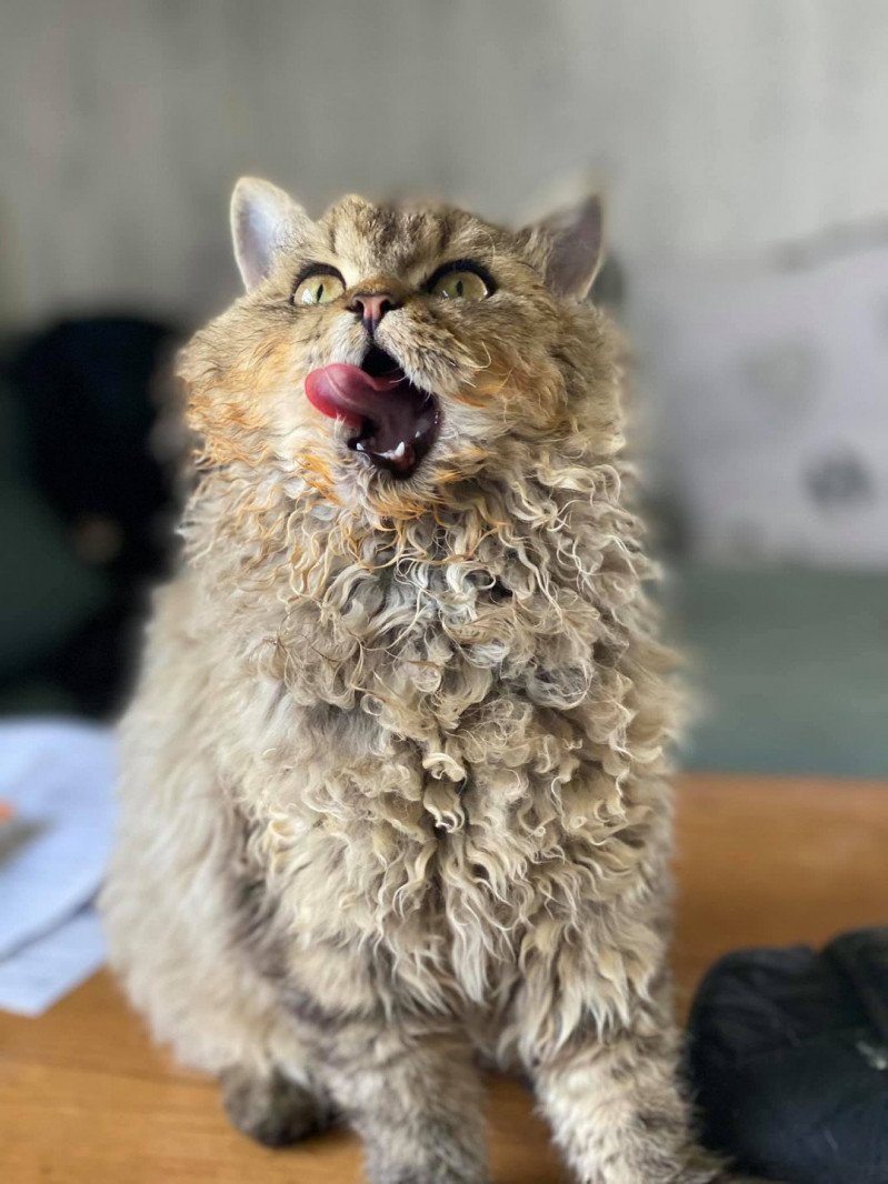 Bouledefrisouille Bouledefrisouille Shaée Femelle Selkirk Rex Longhair Bouledefrisouille Bouledefrisouille Shaée Femelle Selkirk Rex Longhair