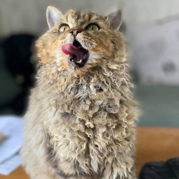 chaton Selkirk Rex Longhair brown tabby Bouledefrisouille Shaée Chatterie Bouledefrisouille *Elevage de Selkirk Rex* (chat mouton / frisé)