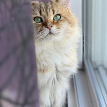 Chaton Selkirk Rex Longhair Nina Ricci des Mohair Cats ❤ Littel Glitter Legend Line de Mon Coeur 2021 Chatterie Bouledefrisouille *Elevage de Selkirk Rex* (chat mouton / frisé)