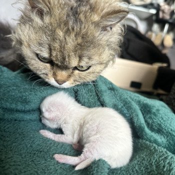 Portée Shaée ❤ Owen des Mohair Cats 2025