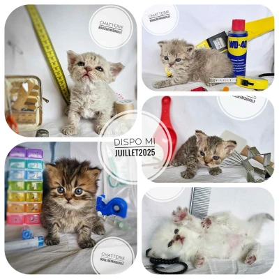 Chatterie Bouledefrisouille *Elevage de Selkirk Rex* (chat mouton / frisé)
