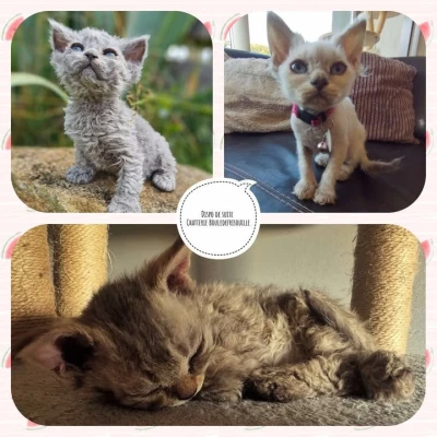 Chatterie Bouledefrisouille *Elevage de Selkirk Rex* (chat mouton / frisé)